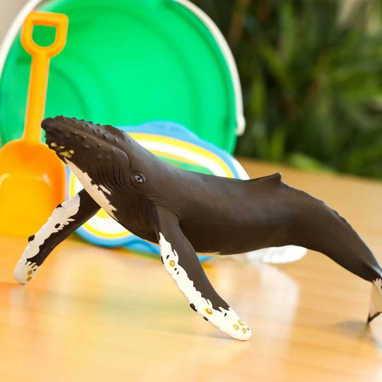 Humpback Whale